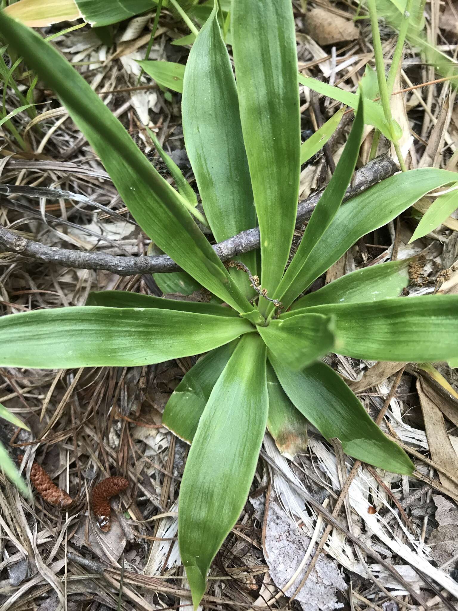 Image of white colicroot