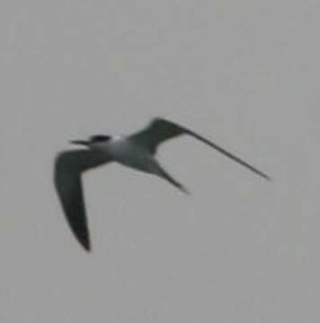 Image of Brown-backed terns