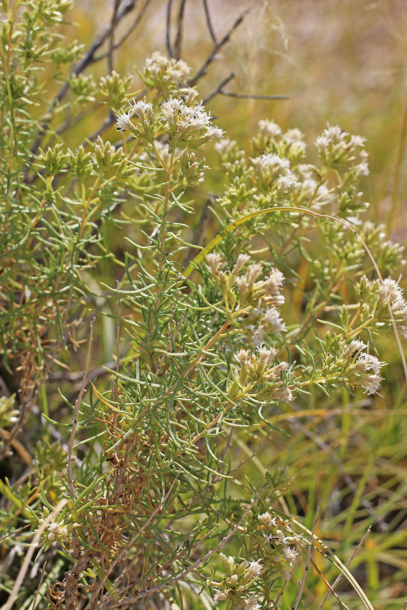 Imagem de Ericameria albida (M. E. Jones ex A. Gray) L. C. Anderson