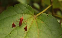 Image of Flag-footed Bug