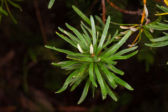 Image of Banksia neoanglica (A. S. George) Stimpson & J. J. Bruhl