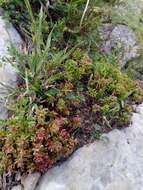 Image of Sedum caeruleum L.