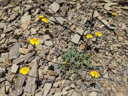 Image of Mt. Hamilton tickseed