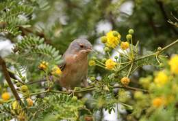 Image of Western Subalpine Warbler