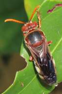 Image of Stizus fuscipennis (F. Smith 1856)