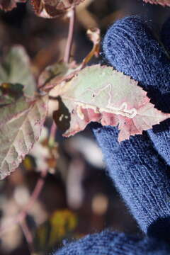 Image of Stigmella villosella (Clemens 1861) Newton et al. 1982