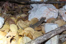 Image of Country Leaf-toed Gecko