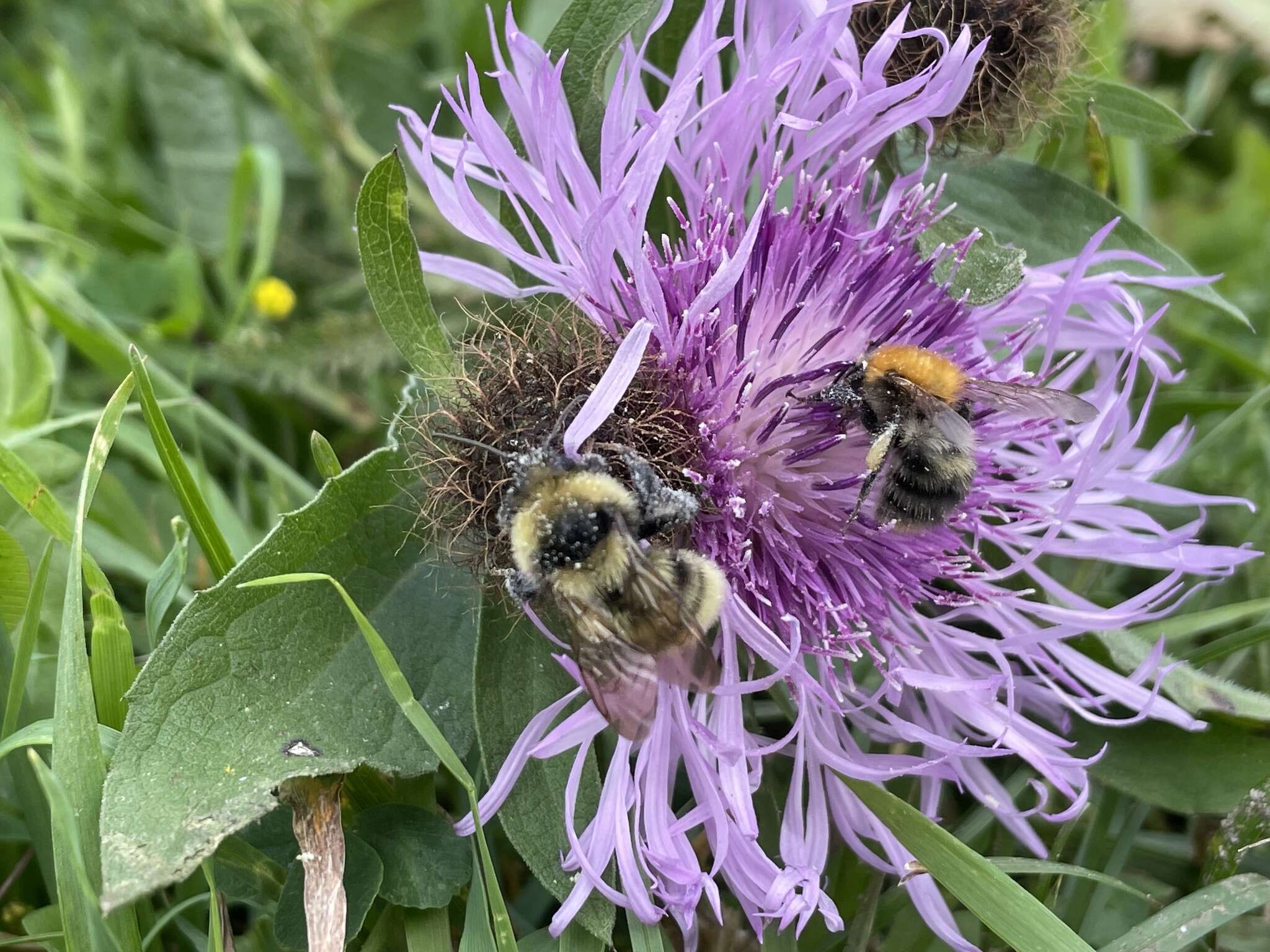 Image of short-haired bumblebee