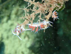 Image of Cratena Slug