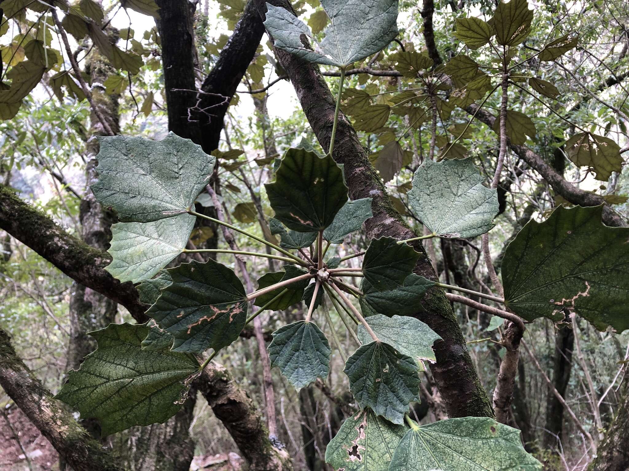 Image de Sinopanax formosanus (Hayata) H. L. Li