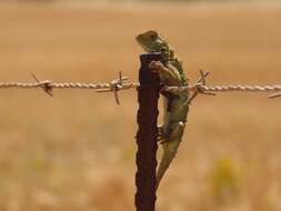 Image of Common Spiny Agama