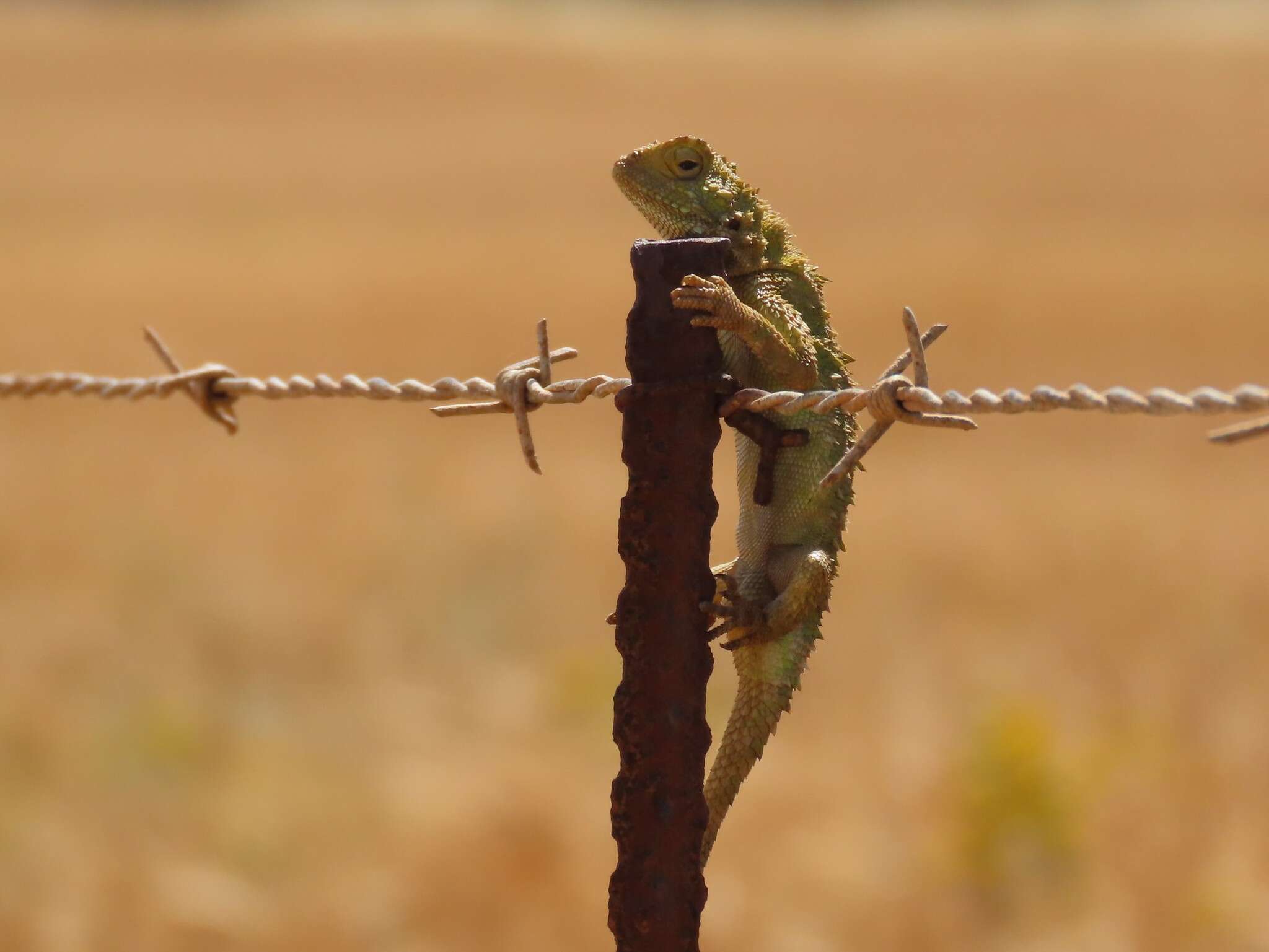 Image of Common Spiny Agama