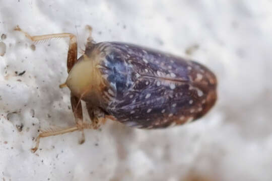 Image of Yellowfaced Leafhopper