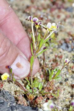 Image of Zaluzianskya pusilla (Benth.) Walp.