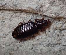 Image of Ground beetle