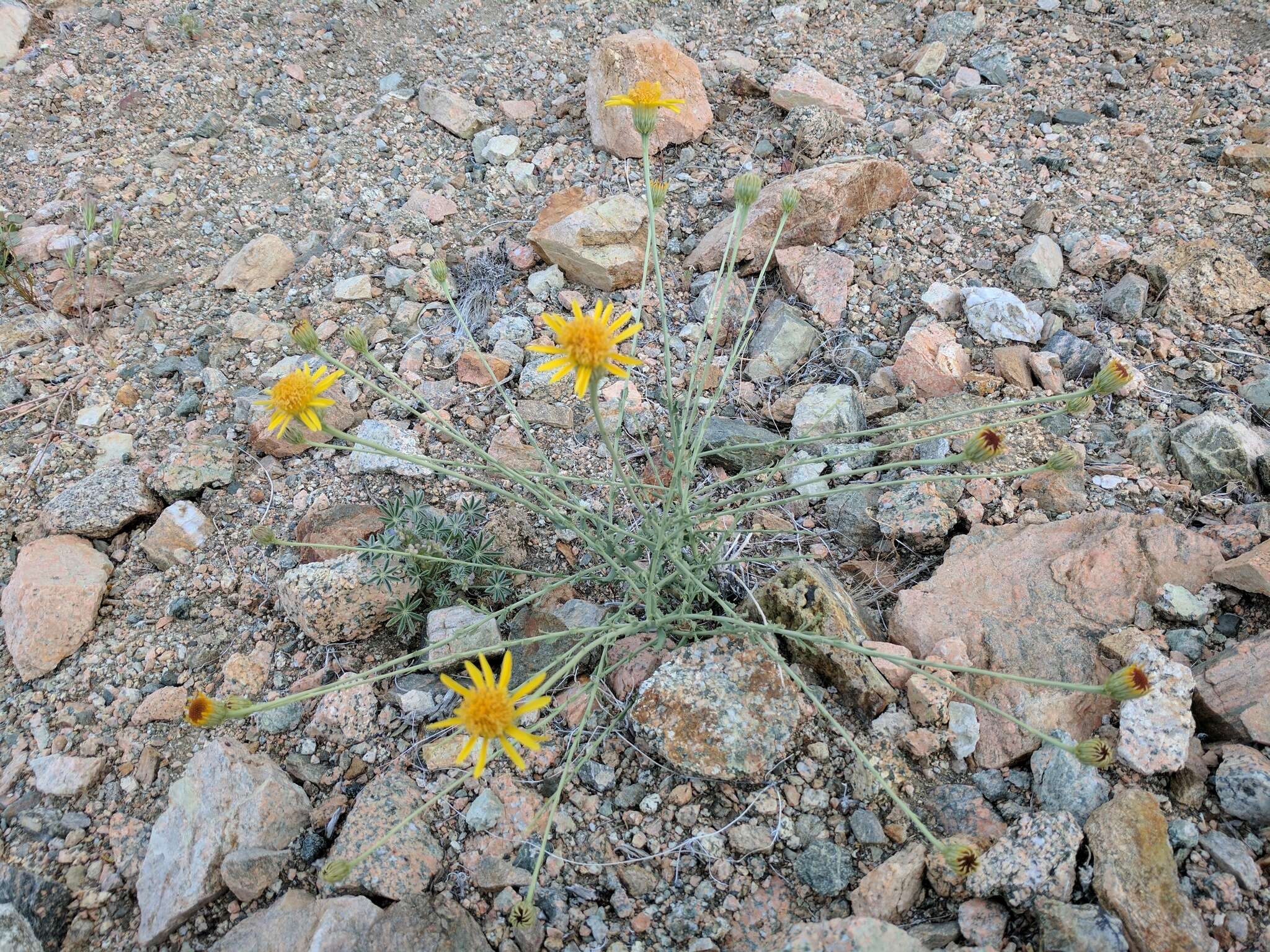 Image of Cooper's dogweed