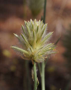 <i>Ptilotus macrocephalus</i>的圖片