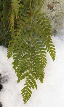 Imagem de Dryopteris marginalis (L.) Gray