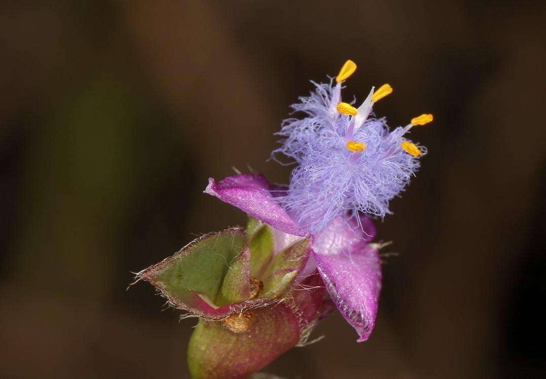 Слика од Cyanotis lapidosa E. Phillips