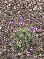 Image of Bowles perennial wallflower