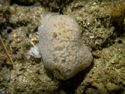 Image of brittle horny sponge