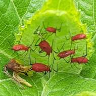 Image of Red Goldenrod Aphid