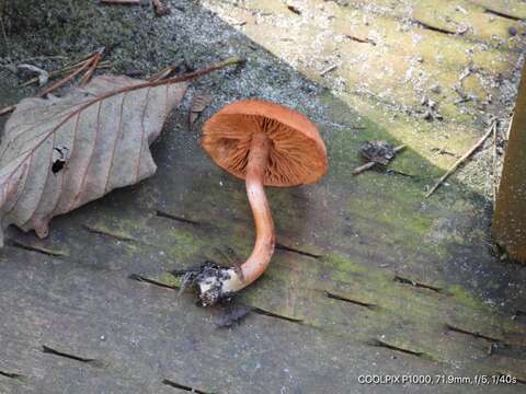 Image of Cortinarius uliginosus Berk. 1860