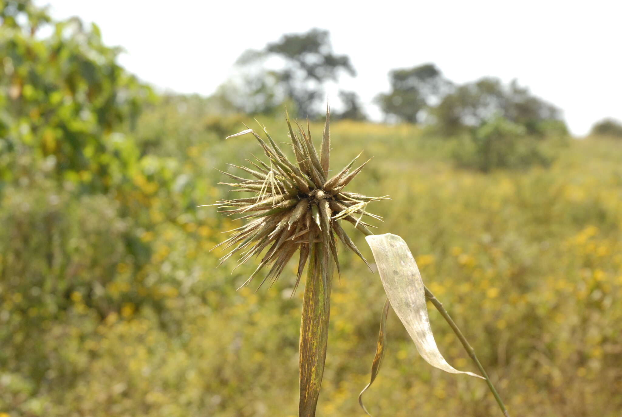 Imagem de Oxytenanthera abyssinica (A. Rich.) Munro