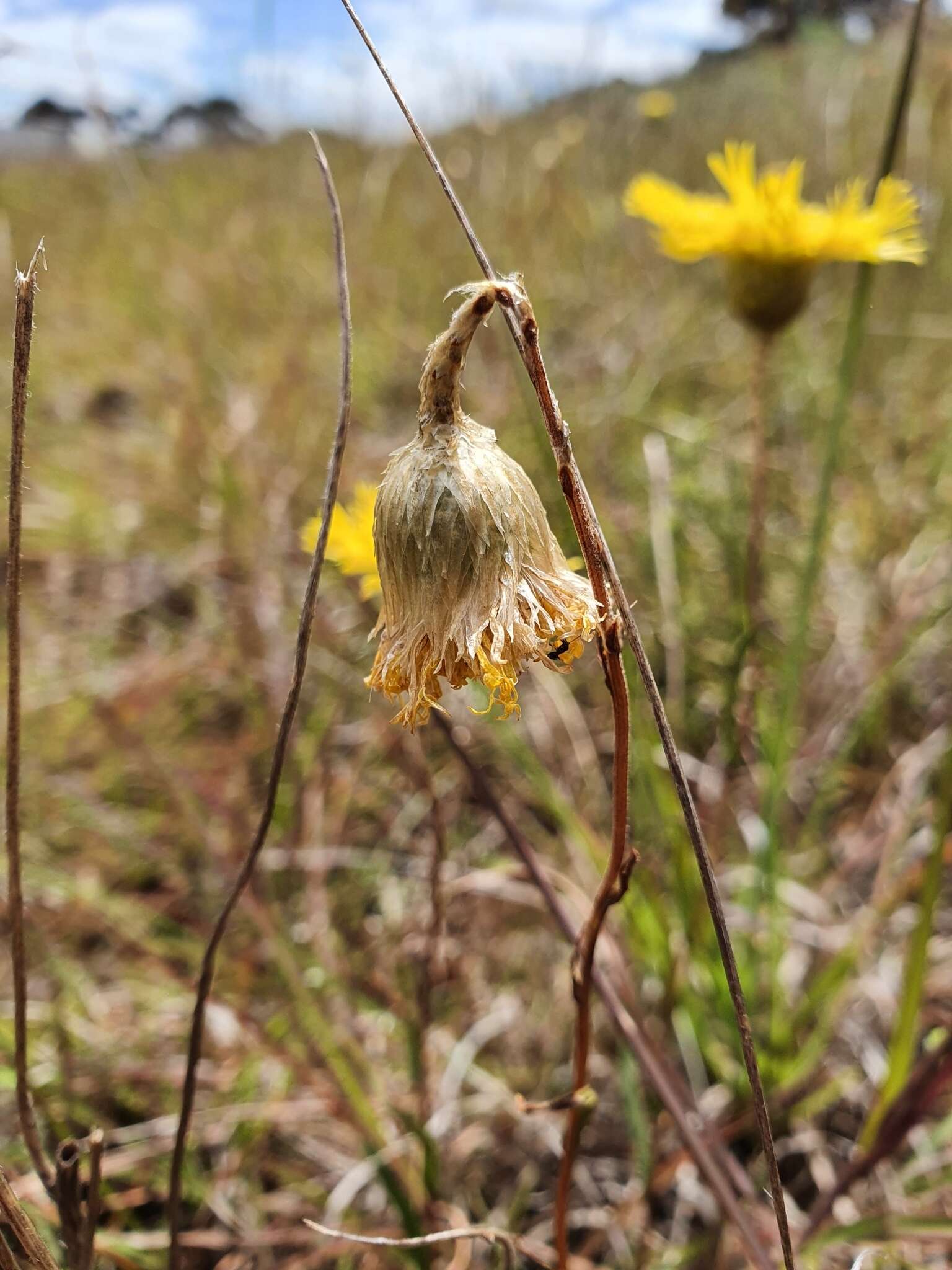 Image of Podolepis linearifolia