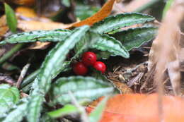 Image of Ardisia violacea (T. Suzuki) W. Z. Fang & K. Yao