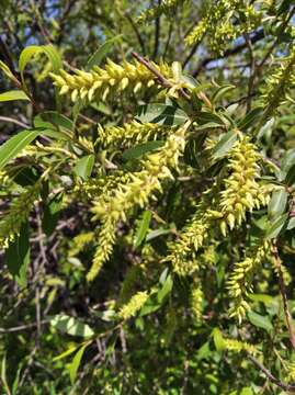 Image of Salix subfragilis Anderss.