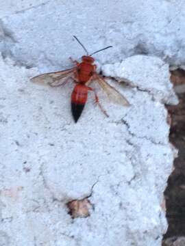 Image of Sphecius hogardii (Latreille 1806)