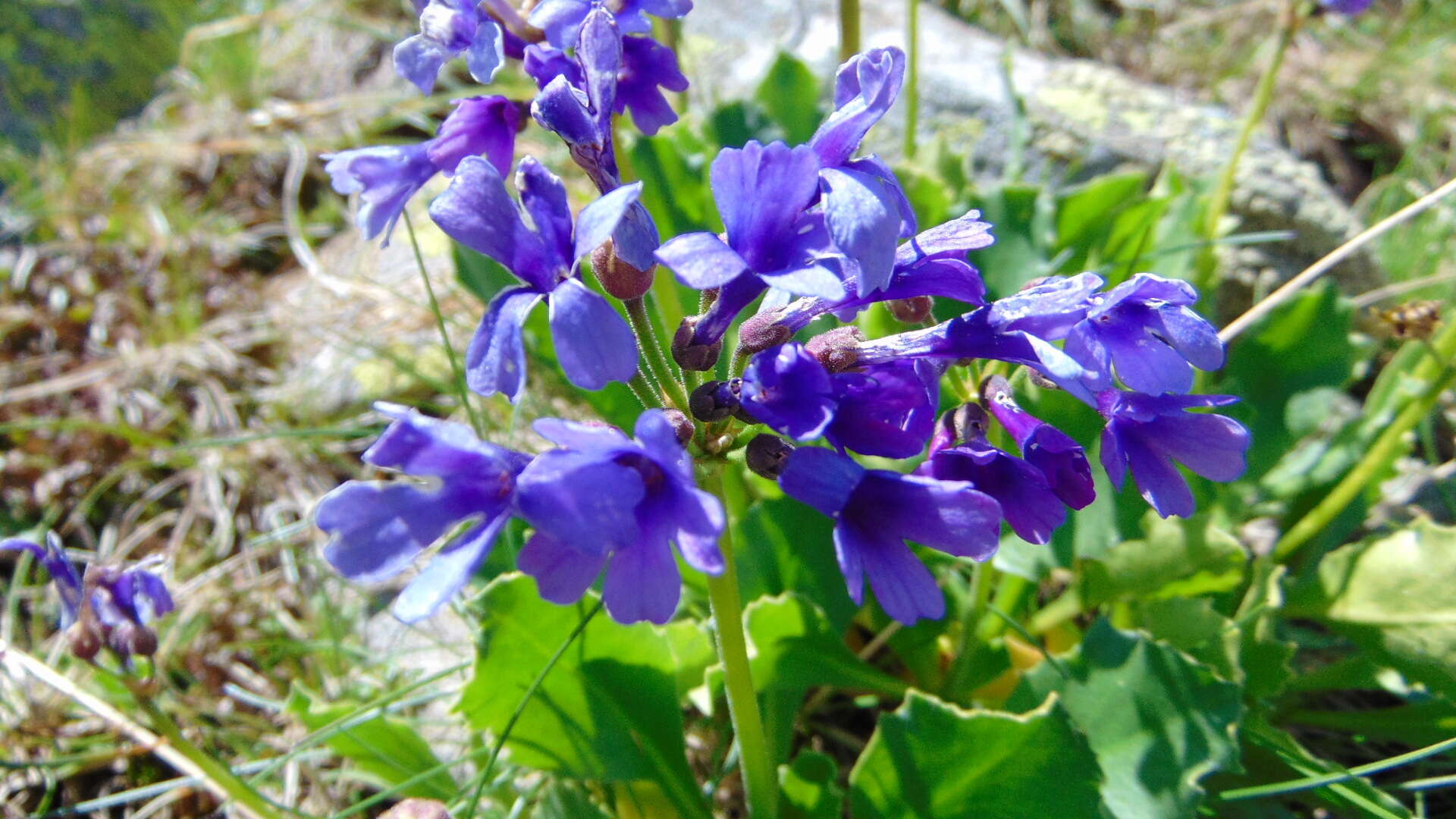 Primula latifolia subsp. graveolens (Hegetschw.) Rouy resmi