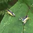 Plancia ëd Evacanthus chlamidatus Hamilton 1983