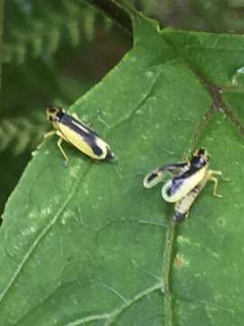 Plancia ëd Evacanthus chlamidatus Hamilton 1983