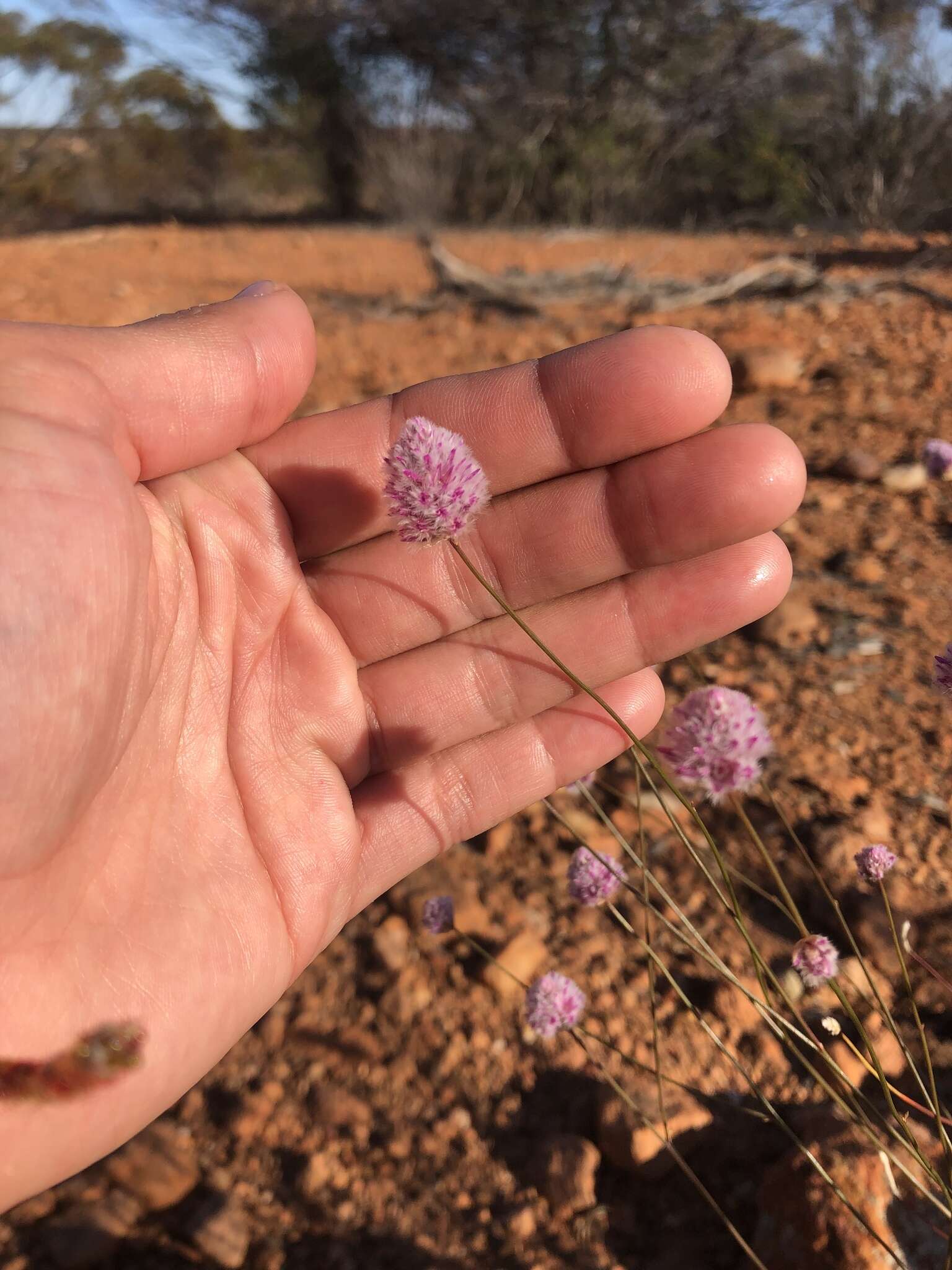 Ptilotus schwartzii Tate的圖片