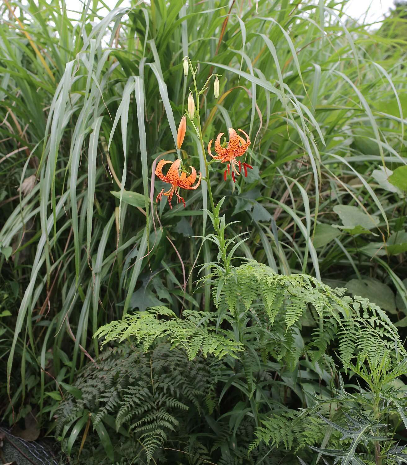 Image of Lilium leichtlinii var. maximowiczii (Regel) Baker