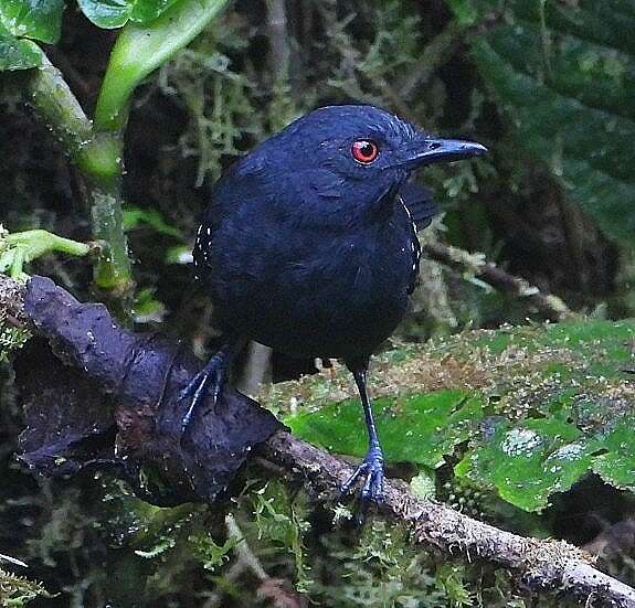 Image of Esmeraldas Antbird