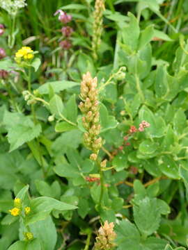 Image of Aletris foliata (Maxim.) Makino & Nemoto