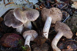 Image of Tricholoma moseri Singer 1989