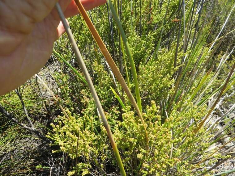 Image of Bobartia filiformis (L. fil.) Ker Gawl.