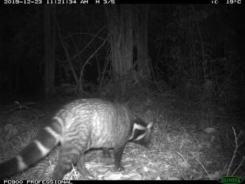 Image of large Indian civet