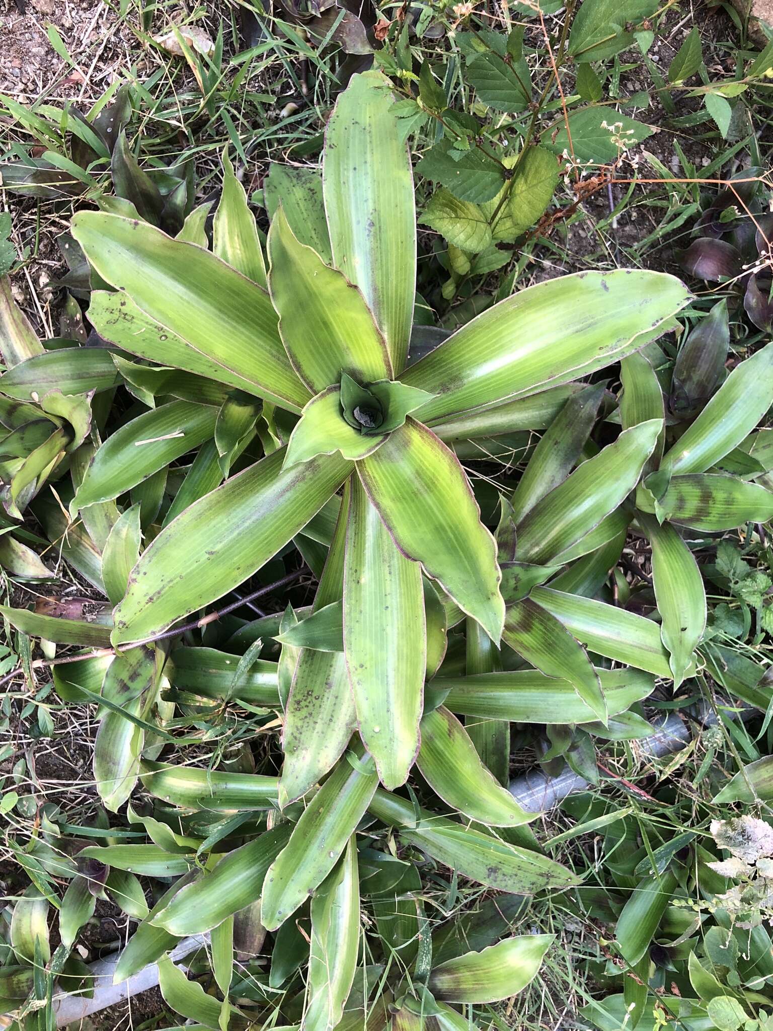 Image of basketplant