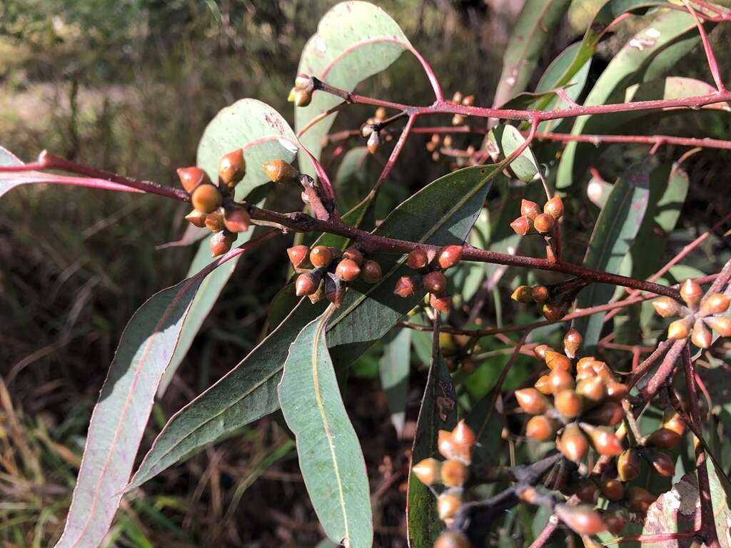 Image of Eucalyptus major (Maiden) Blakely