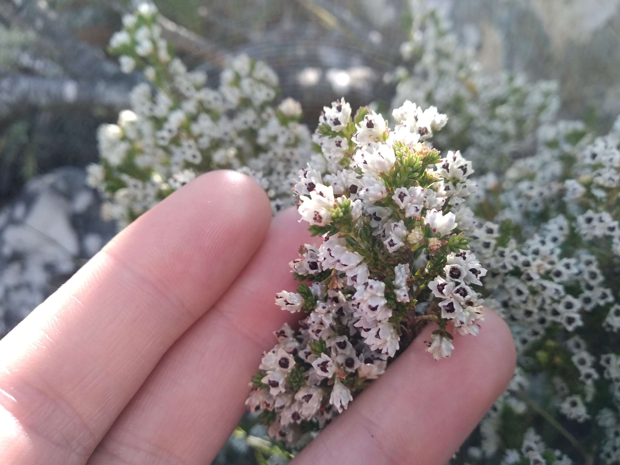 Image of Erica diosmifolia Salisb.