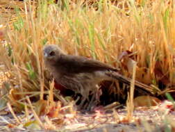 Image of Turdoides hartlaubii hartlaubii (Barboza du Bocage 1868)