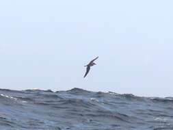 Image of Black-capped Petrel