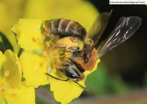 Image of Andrena chengtehensis Yasumatsu 1935