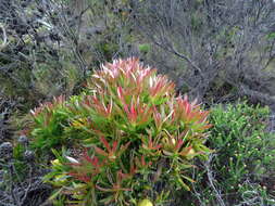 Plancia ëd Leucadendron xanthoconus (Kuntze) K. Schum.