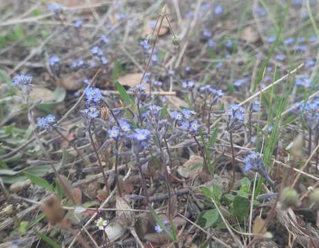 Plancia ëd Myosotis incrassata Guss.